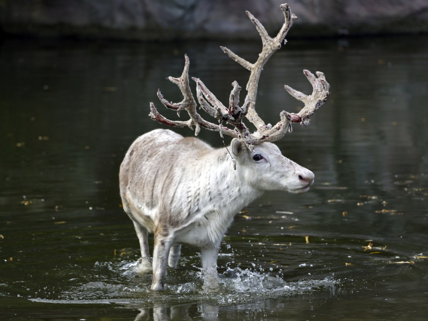 Обои вода, олень, рога, water, deer, horns разрешение 1920x1281 Загрузить