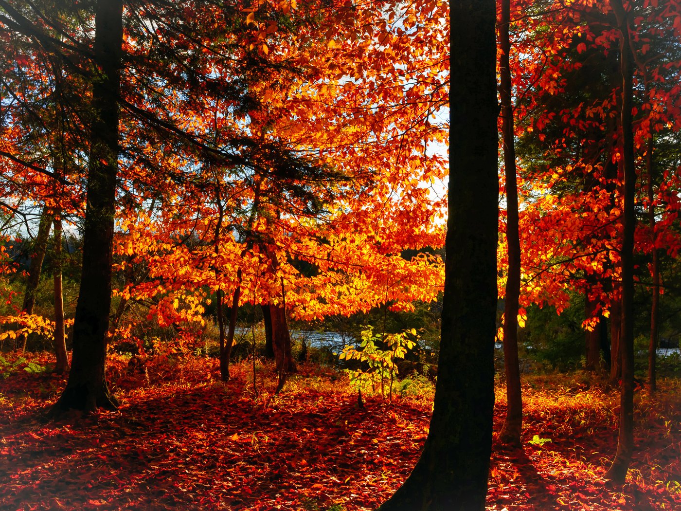 Обои деревья, лес, листья, парк, осень, trees, forest, leaves, park, autumn разрешение 5854x4006 Загрузить