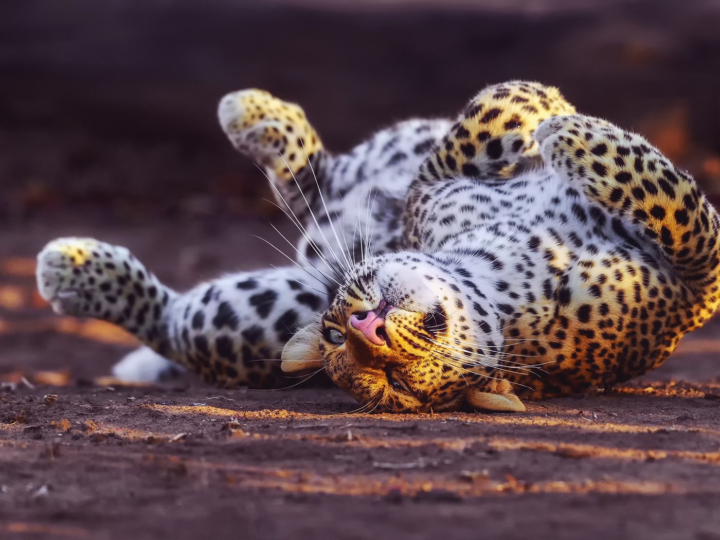Обои спит, леопард, sleeping, leopard разрешение 1920x1200 Загрузить