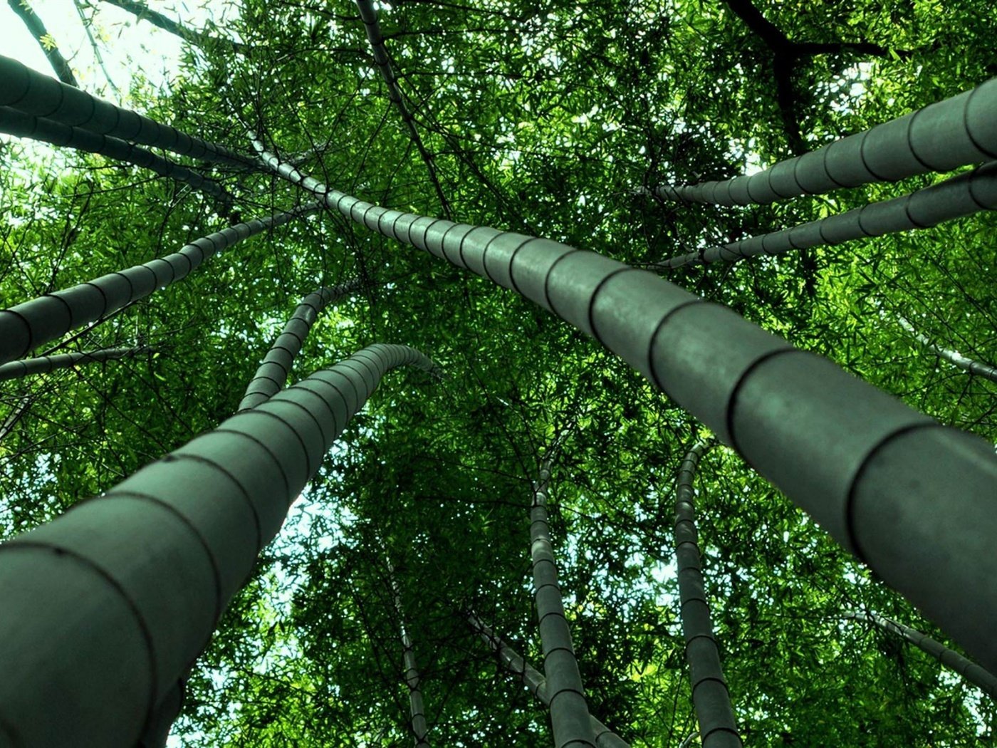 Обои листва, бамбук, ствол, foliage, bamboo, trunk разрешение 1920x1200 Загрузить