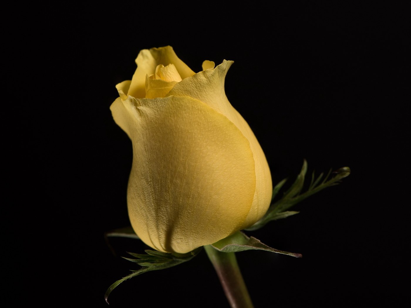 Обои цветок, роза, бутон, черный фон, жёлтая, цветком, flower, rose, bud, black background, yellow разрешение 2560x1600 Загрузить
