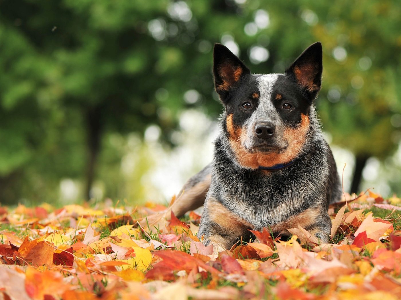 Обои листья, взгляд, осень, собака, австралийская пастушья, leaves, look, autumn, dog, australian cattle разрешение 2048x1365 Загрузить