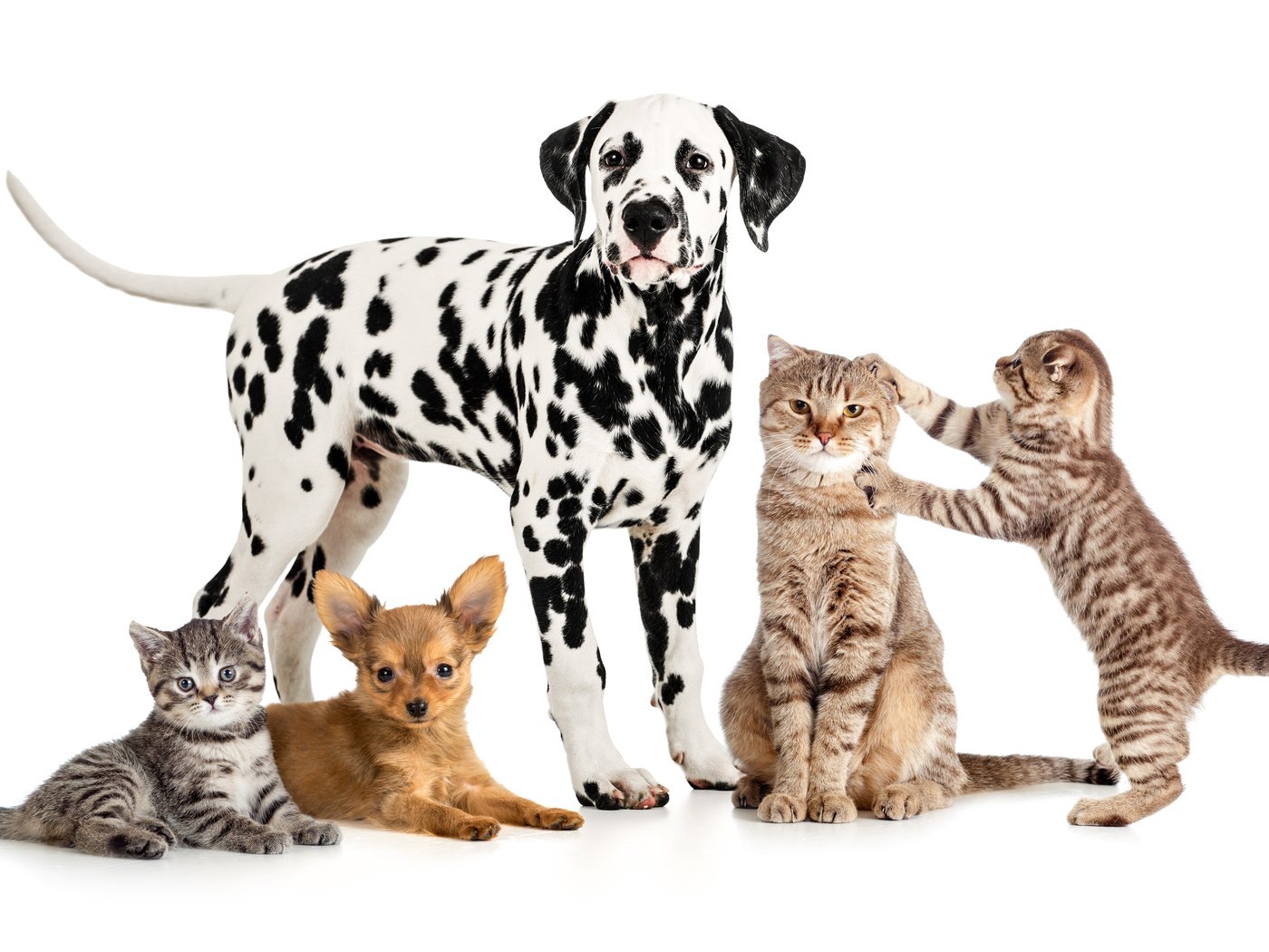 Обои белый фон, далматин, кошки, котята, собаки, далматинец, чихуахуа, white background, dalmatian, cats, kittens, dogs, dalmatians, chihuahua разрешение 5600x3500 Загрузить