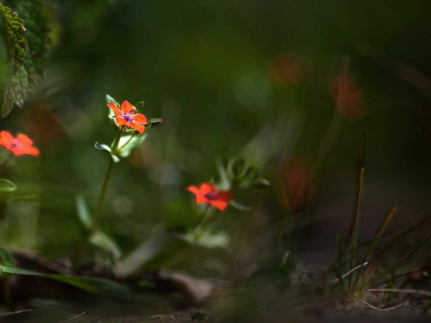 Обои цветы, природа, лето, лепестки, размытость, боке, flowers, nature, summer, petals, blur, bokeh разрешение 1920x1094 Загрузить