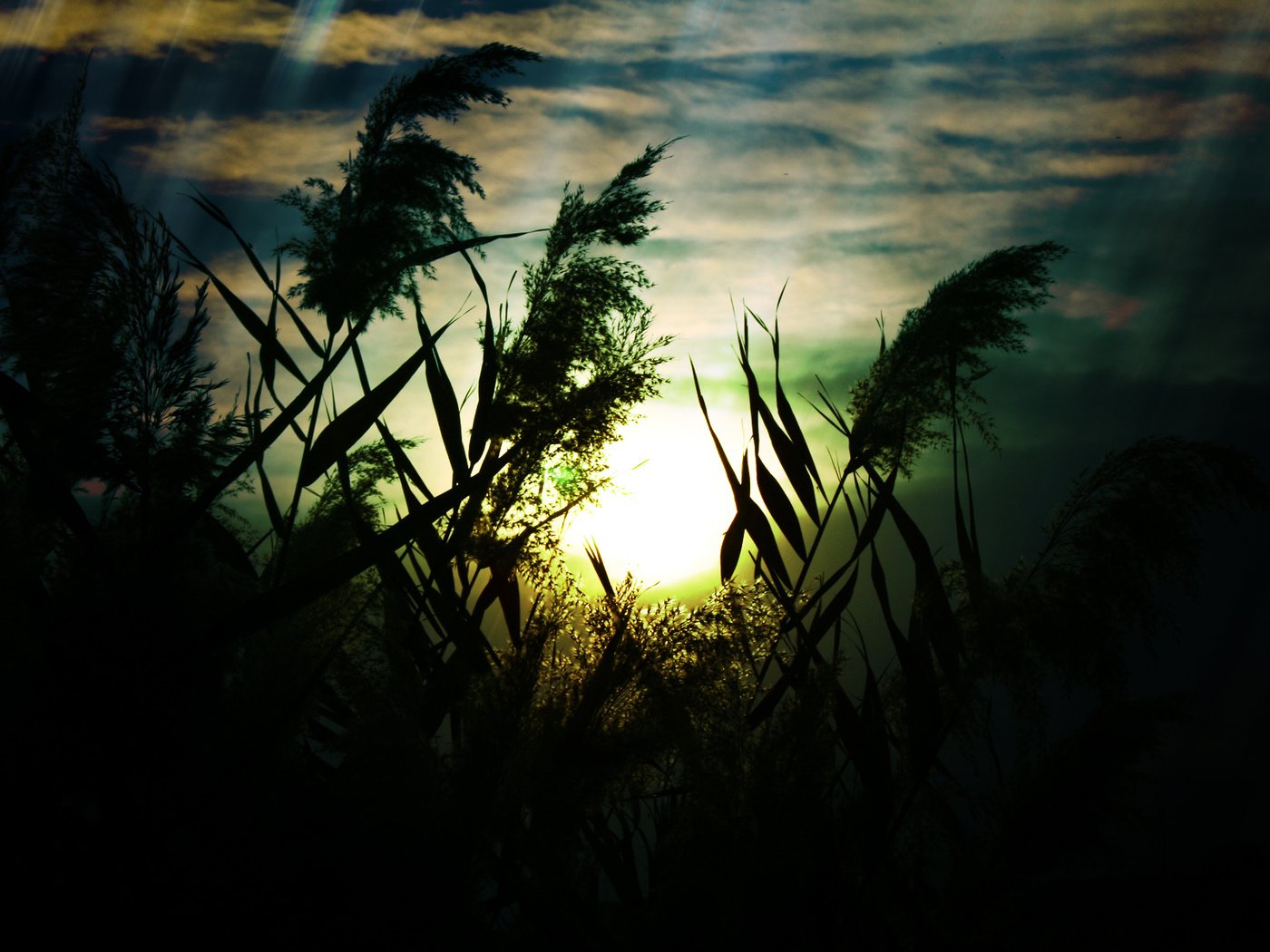 Обои небо, трава, облака, природа, макро, поле, колоски, the sky, grass, clouds, nature, macro, field, spikelets разрешение 1920x1200 Загрузить