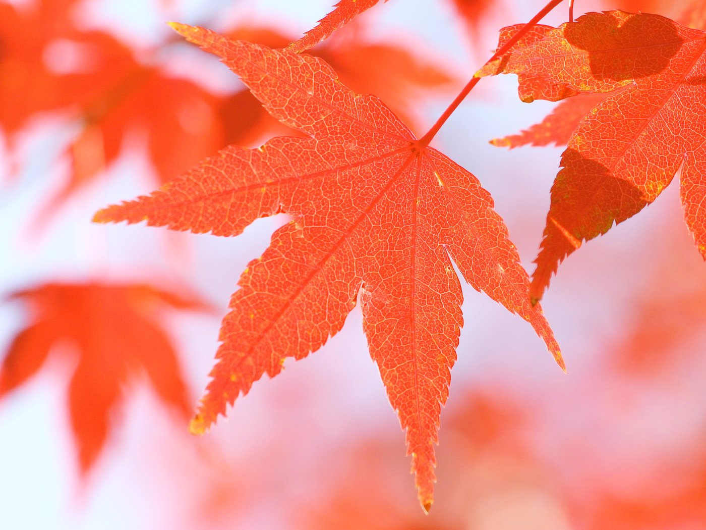 Обои макро, осень, красный, лист, размытость, клен, кленовый лист, крупным планом, macro, autumn, red, sheet, blur, maple, maple leaf, closeup разрешение 3072x2048 Загрузить