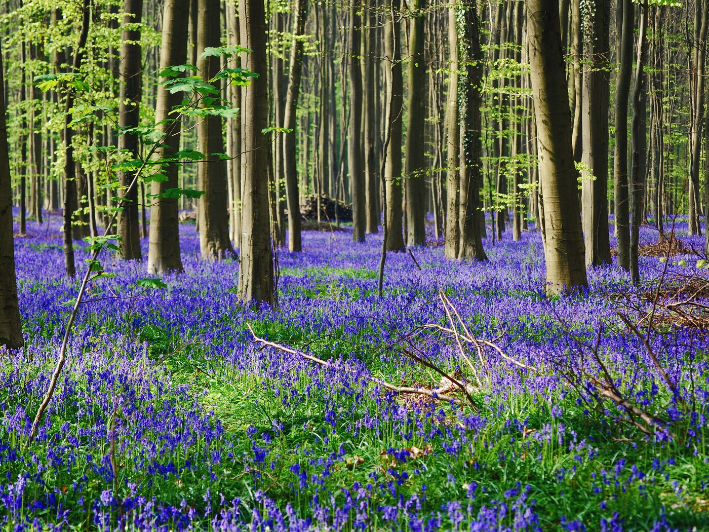 Обои цветы, трава, деревья, лес, flowers, grass, trees, forest разрешение 2048x1371 Загрузить