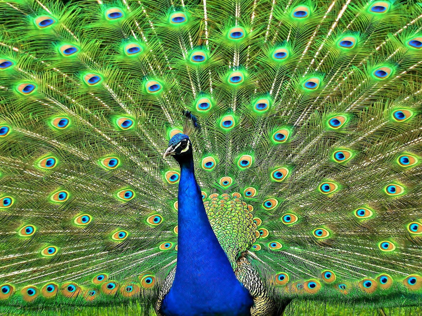 Обои птица, павлин, перья, красивый, хвост, bird, peacock, feathers, beautiful, tail разрешение 1920x1200 Загрузить
