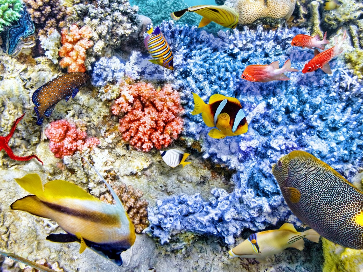 Обои рыбки, океан, подводный мир, коралловый риф, fish, the ocean, underwater world, coral reef разрешение 2880x1920 Загрузить