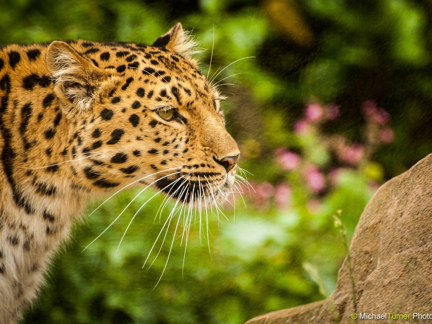 Обои морда, усы, леопард, хищник, профиль, дикая кошка, амурский, face, mustache, leopard, predator, profile, wild cat, amur разрешение 2048x1360 Загрузить