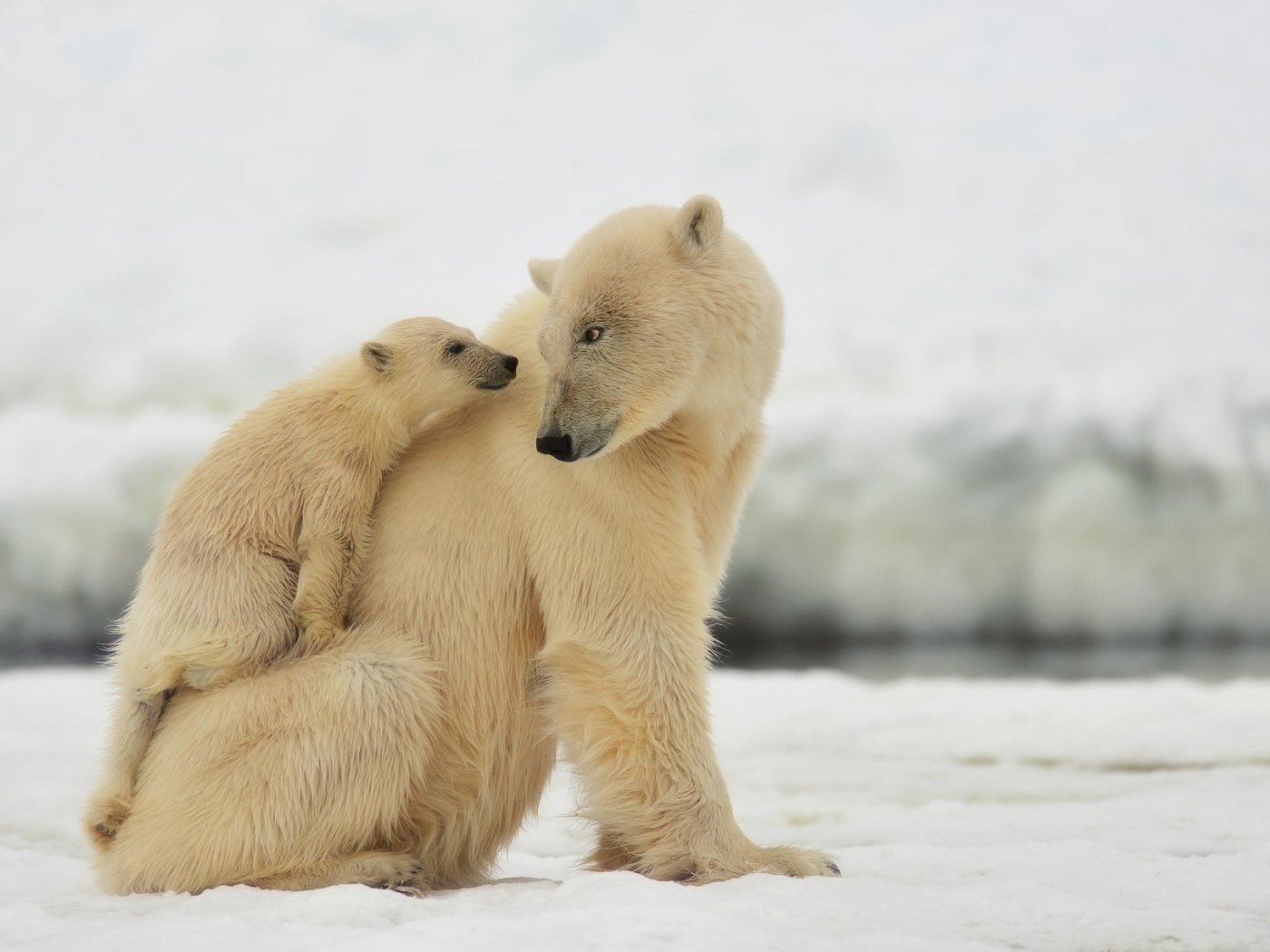 Обои снег, белые, медведи, медвежонок, медведица, snow, white, bears, bear разрешение 2048x1365 Загрузить