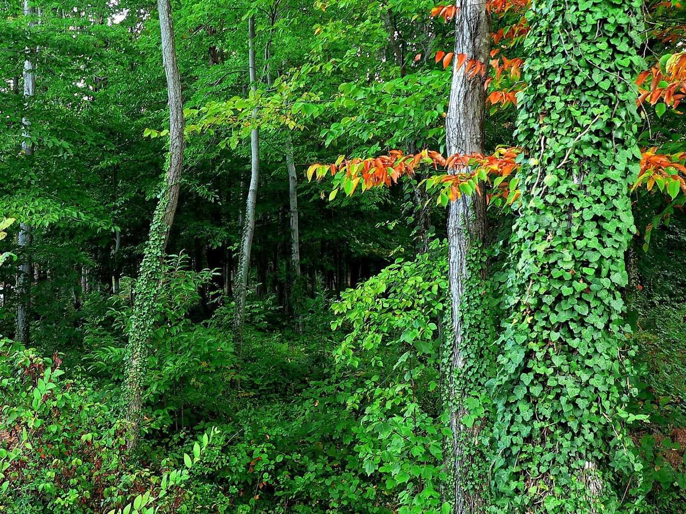 Обои деревья, лес, листья, заросли, trees, forest, leaves, thickets разрешение 2048x1468 Загрузить