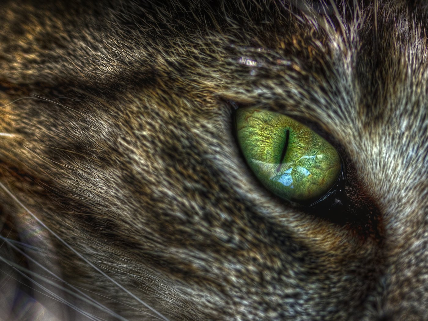 Обои зелёный, макро, кот, кошка, глаз, кошачий, green, macro, cat, eyes разрешение 2560x1440 Загрузить