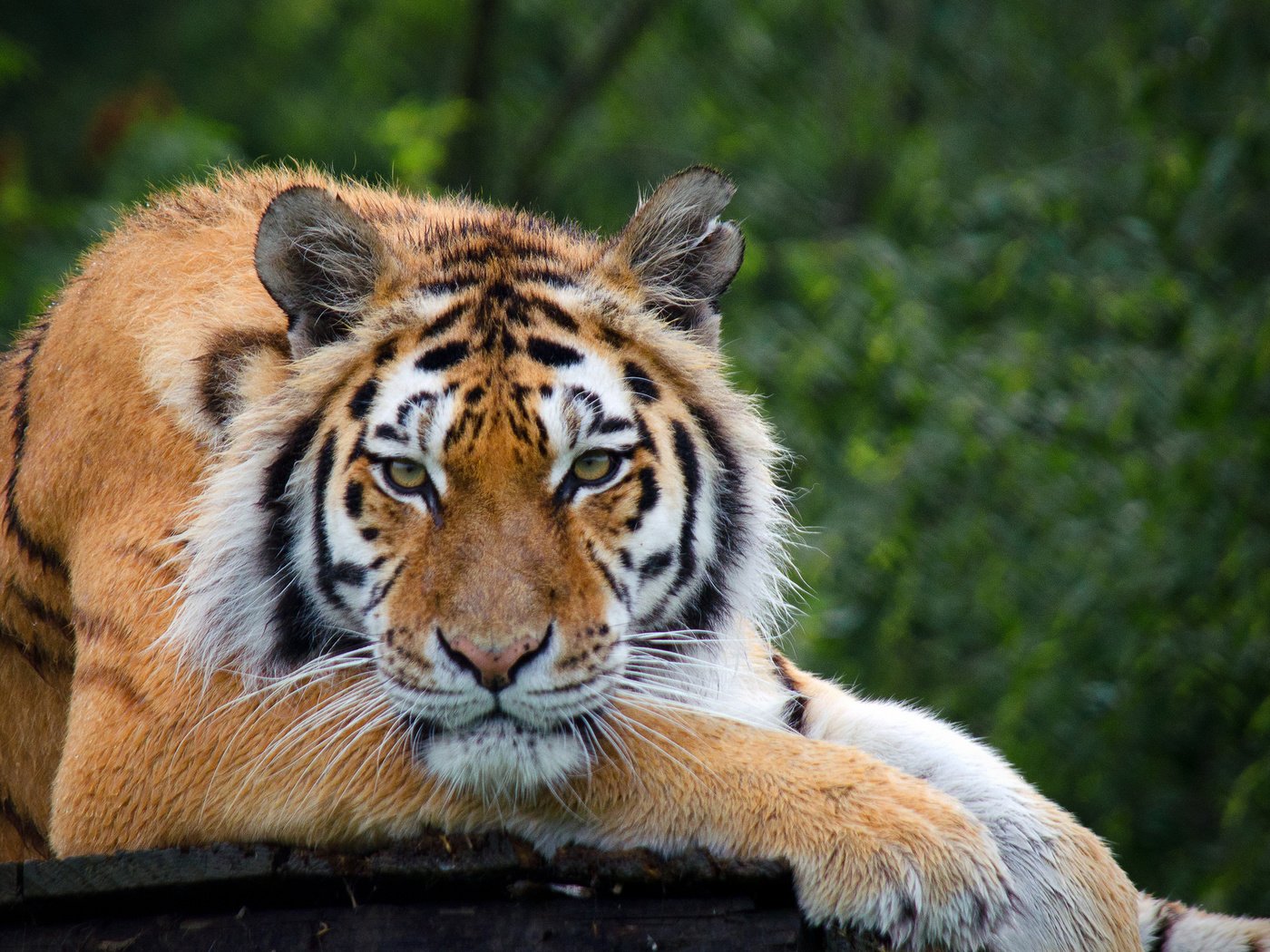 Обои тигр, дерево, взгляд, отдых, красавец, tiger, tree, look, stay, handsome разрешение 2048x1365 Загрузить