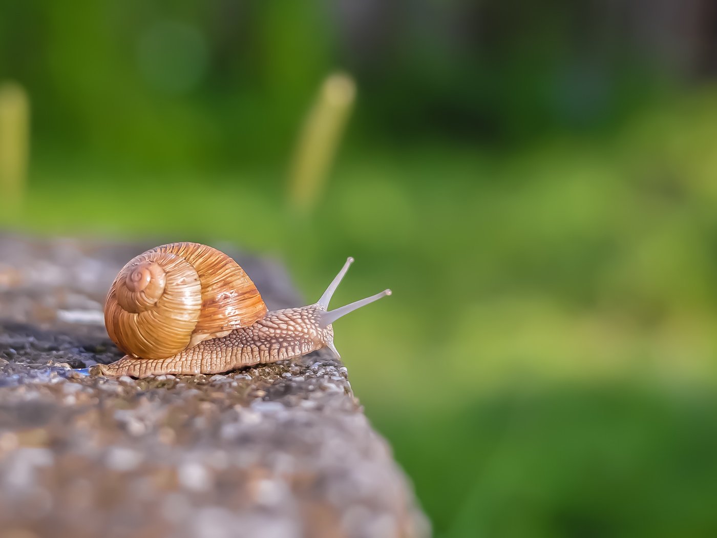 Обои макро, улитка, раковина, macro, snail, sink разрешение 3008x2000 Загрузить