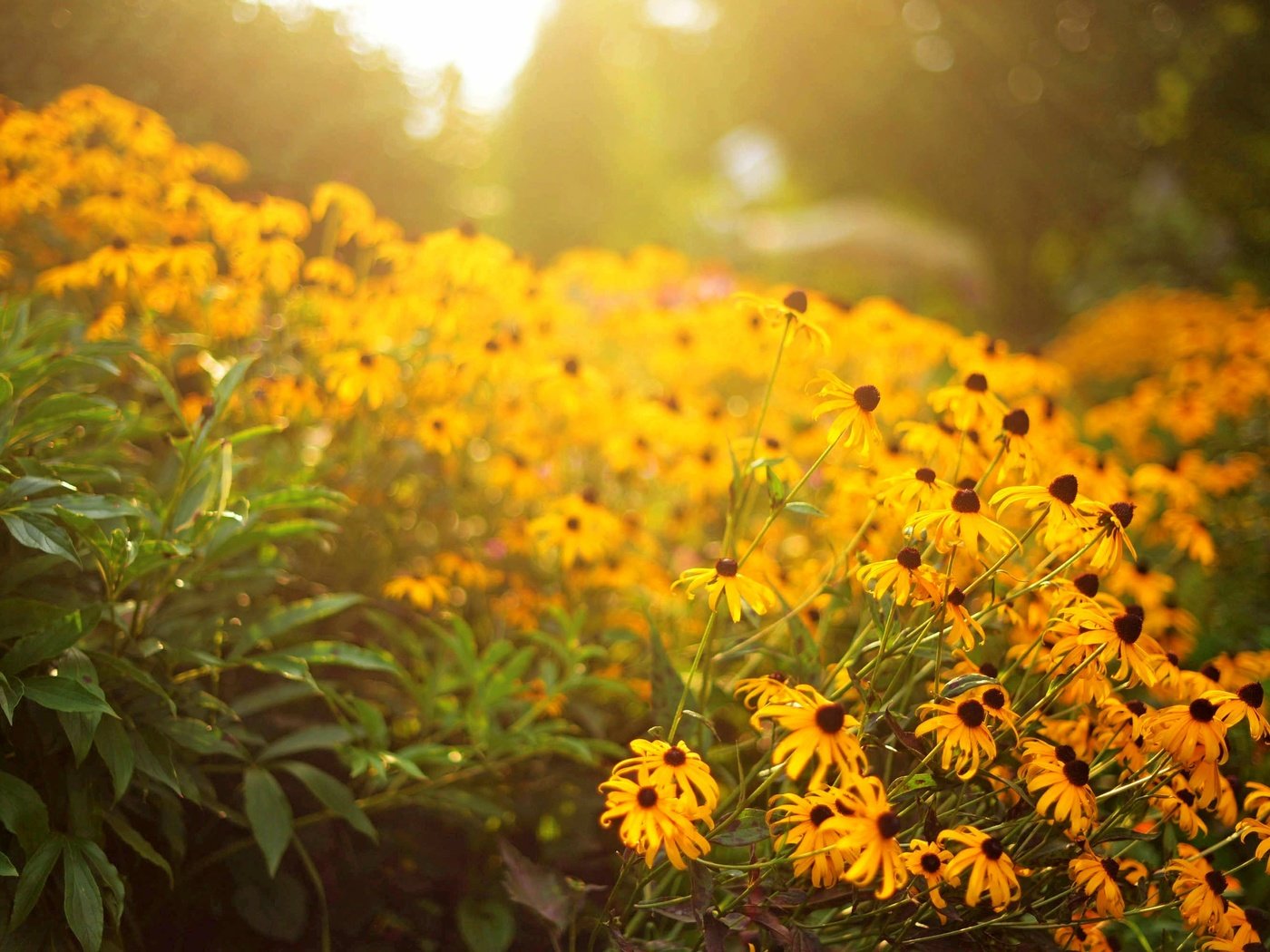 Обои цветы, лепестки, желтые, flowers, petals, yellow разрешение 3008x2008 Загрузить