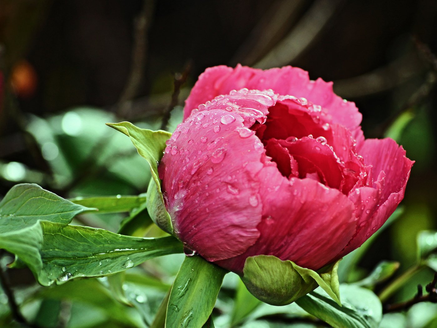 Обои капли, бутон, розовый, пион, после дождя, drops, bud, pink, peony, after the rain разрешение 2048x1363 Загрузить