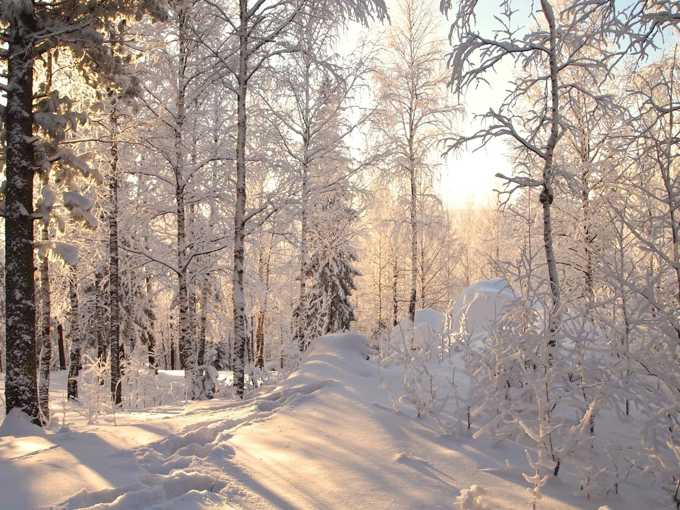 Обои деревья, снег, лес, зима, trees, snow, forest, winter разрешение 2400x1495 Загрузить
