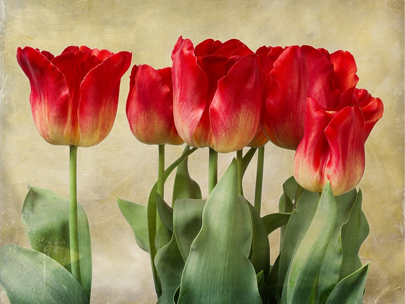 Обои бутоны, текстура, тюльпаны, buds, texture, tulips разрешение 2048x1536 Загрузить