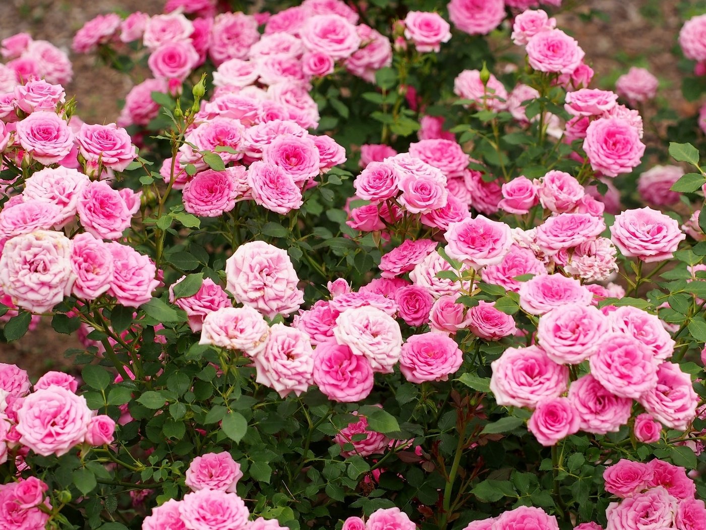 Обои цветы, бутоны, розы, лепестки, розовый, куст, flowers, buds, roses, petals, pink, bush разрешение 2048x1113 Загрузить