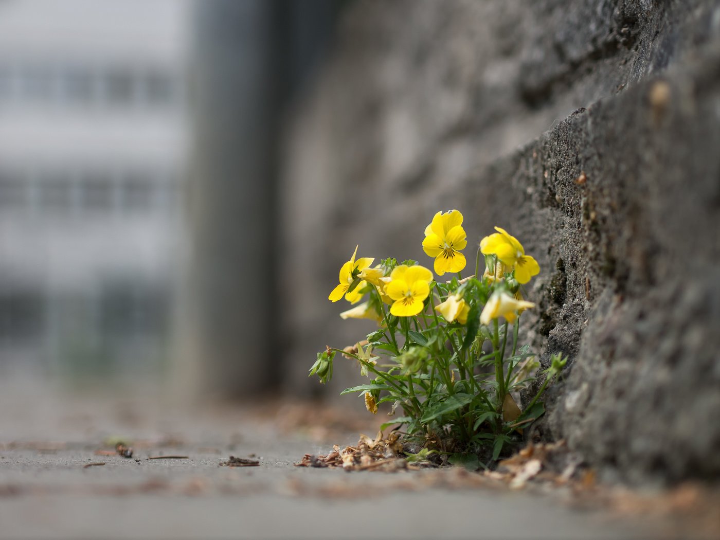 Обои цветы, город, улица, анютины глазки, flowers, the city, street, pansy разрешение 1920x1442 Загрузить