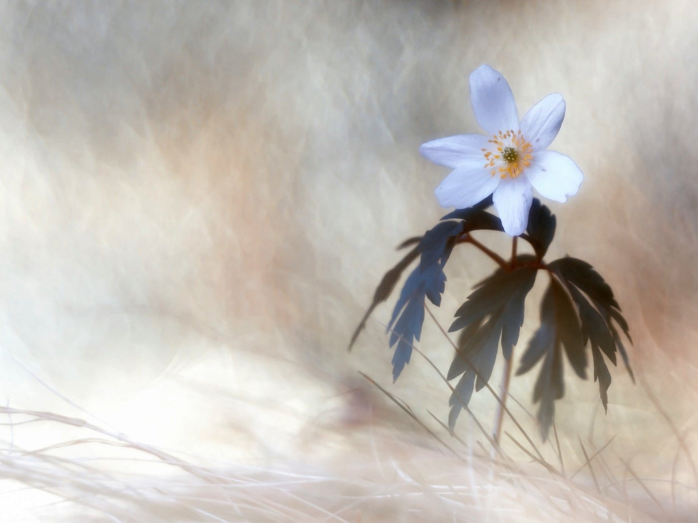 Обои природа, макро, цветок, белый, анемон, nature, macro, flower, white, anemone разрешение 2048x1293 Загрузить