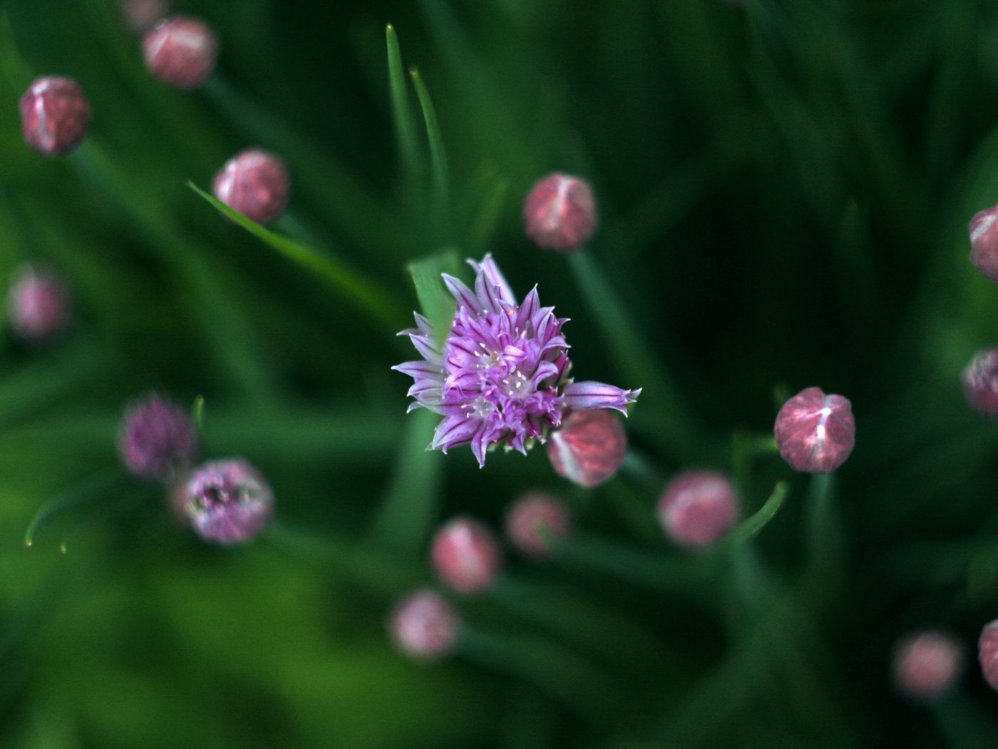 Обои зелень, весна, лук, дикий лук, greens, spring, bow, wild onion разрешение 3888x2592 Загрузить