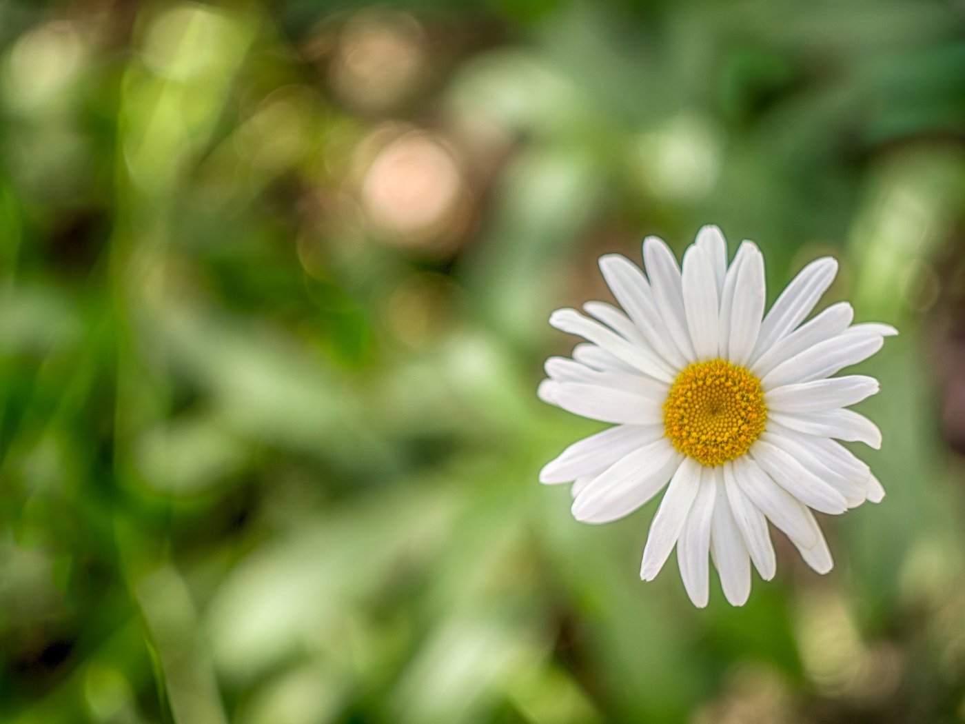 Обои макро, ромашка, боке, macro, daisy, bokeh разрешение 2048x1317 Загрузить