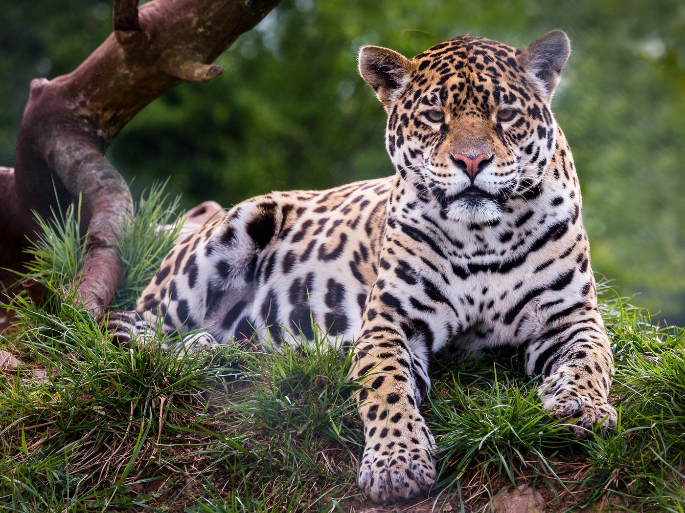 Обои хищник, ягуар, дикая кошка, predator, jaguar, wild cat разрешение 2048x1365 Загрузить