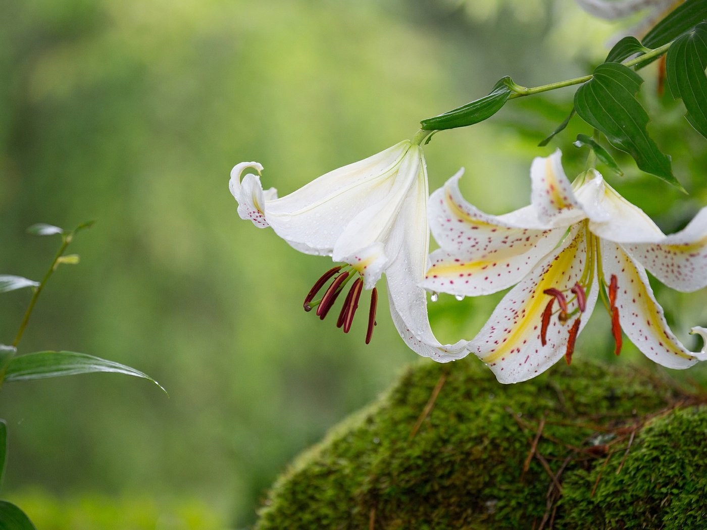 Обои цветы, макро, лепестки, мох, лилии, flowers, macro, petals, moss, lily разрешение 1920x1200 Загрузить