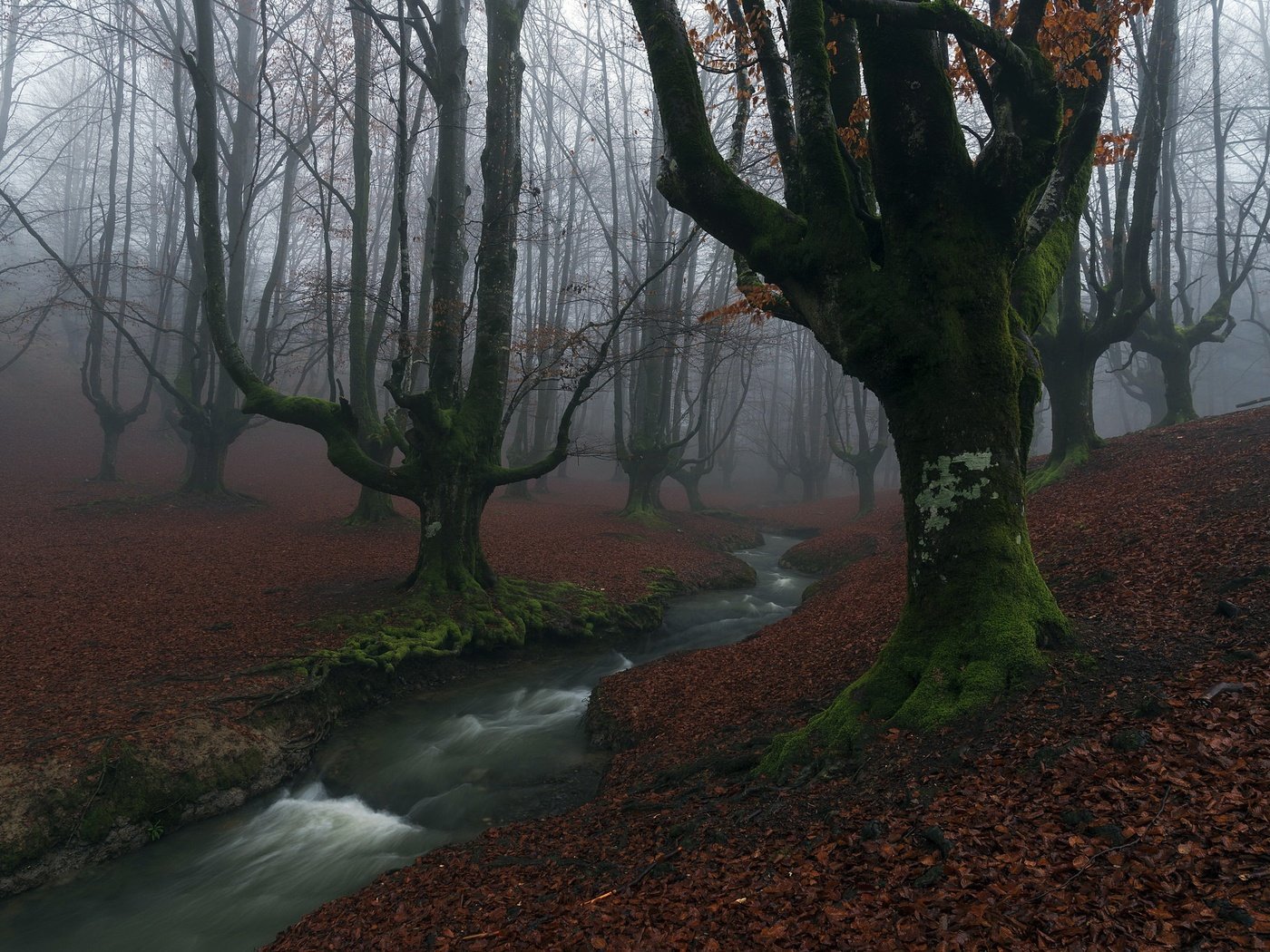 Обои деревья, река, лес, туман, осень, мох, trees, river, forest, fog, autumn, moss разрешение 2048x1367 Загрузить