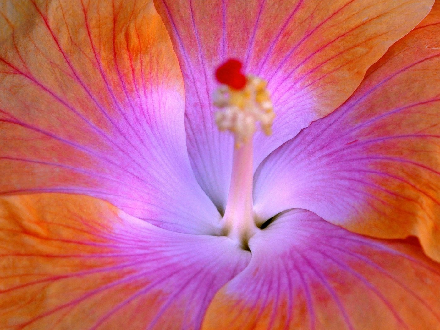 Обои природа, цветок, лепестки, гибискус, nature, flower, petals, hibiscus разрешение 2048x1360 Загрузить
