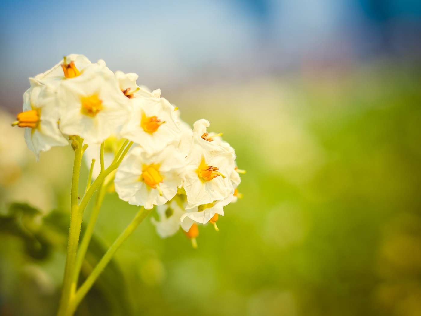 Обои природа, цветение, макро, цветок, лето, картофельный цвет, nature, flowering, macro, flower, summer, potato color разрешение 3696x2448 Загрузить