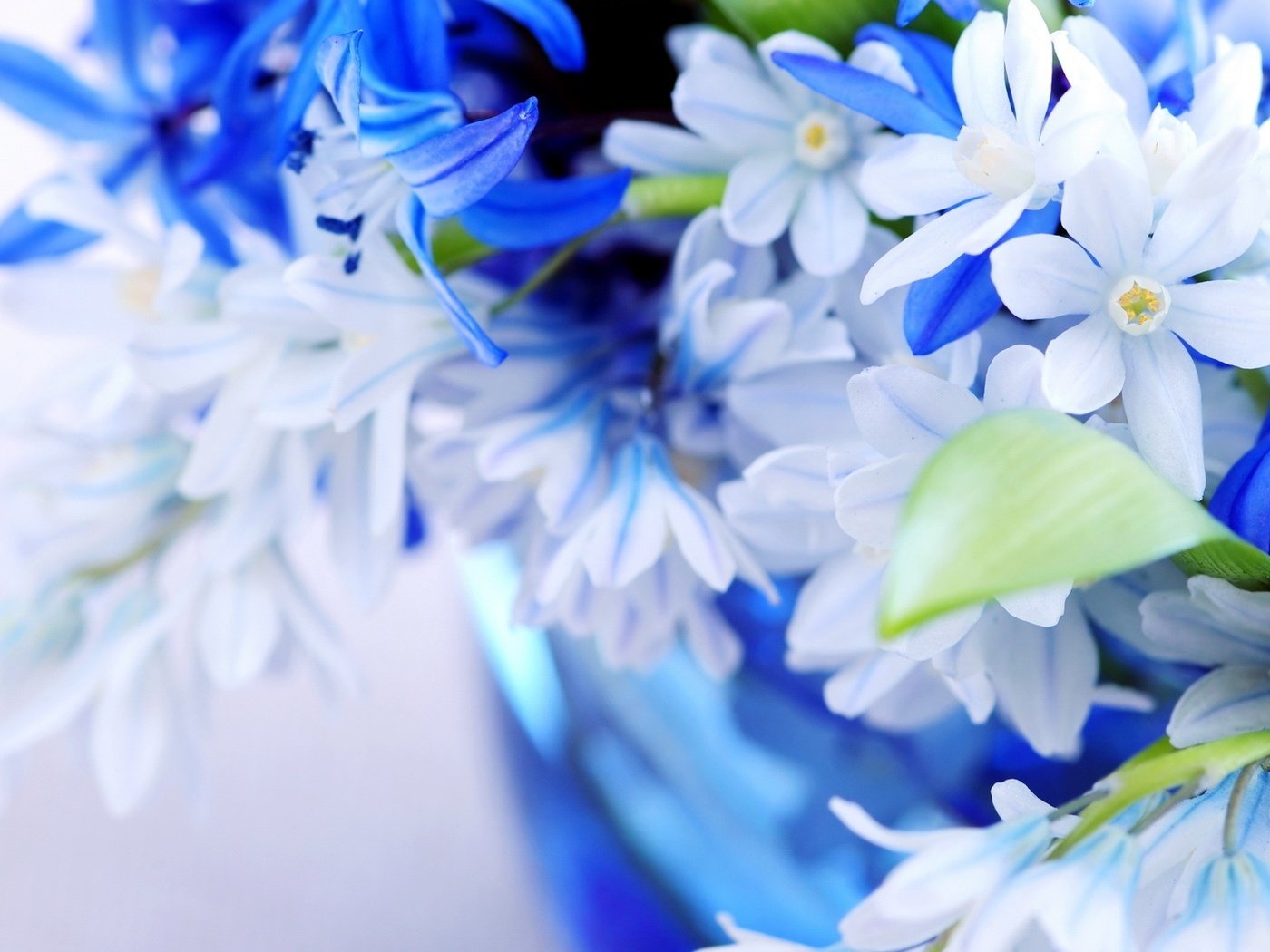 Обои цветы,  цветы, нежно, листья, синий, лепестки, цвет, голубой, букет, голубая, листки, flowers, gently, leaves, blue, petals, color, bouquet, sheets разрешение 1920x1080 Загрузить