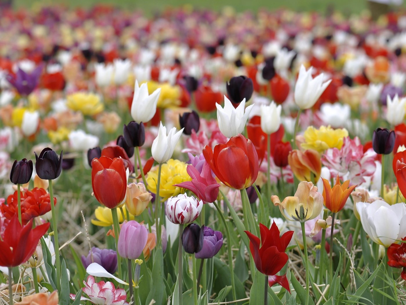 Обои цветы, лепестки, луг, весна, тюльпаны, flowers, petals, meadow, spring, tulips разрешение 2048x1360 Загрузить