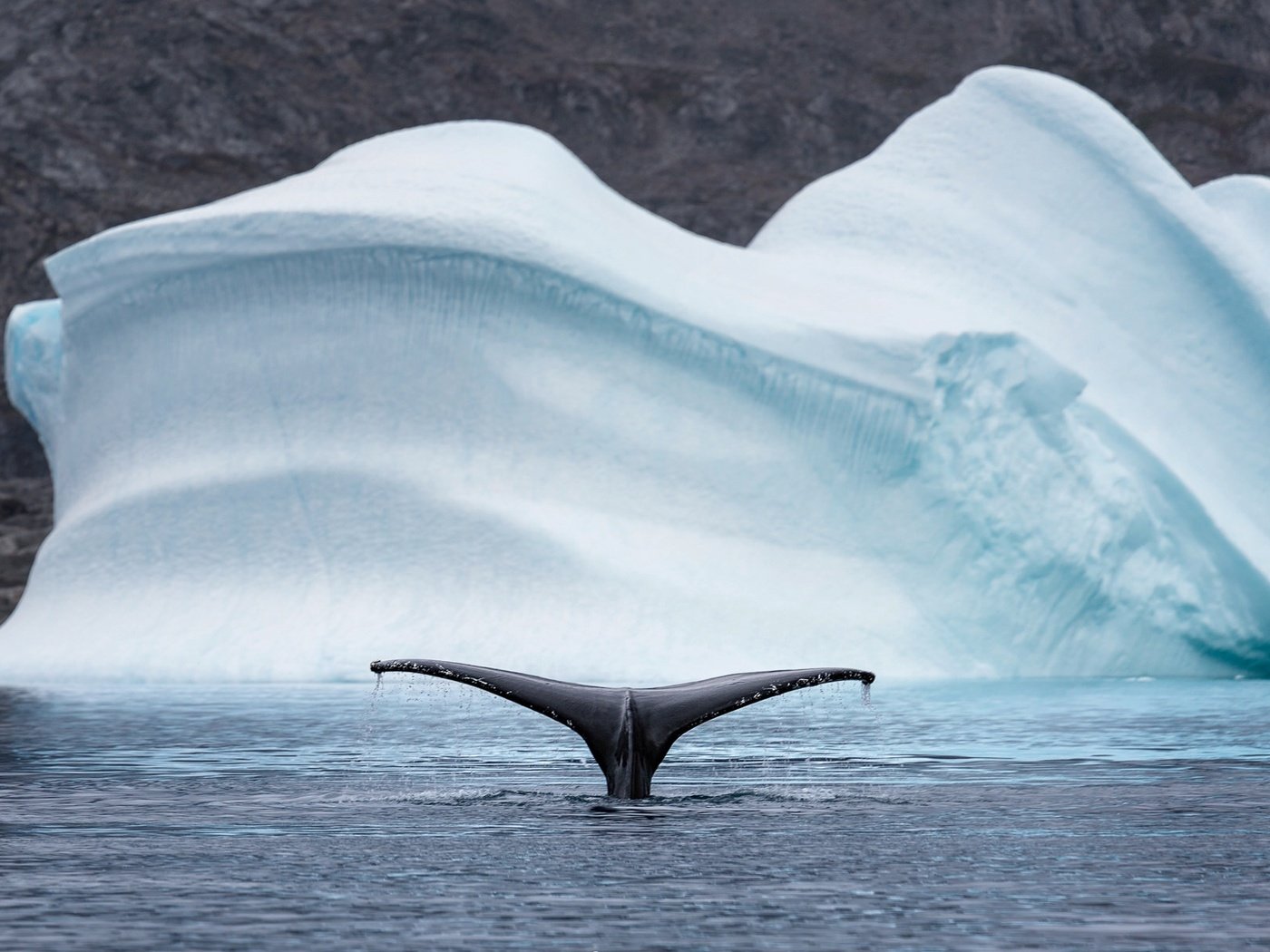 Обои природа, море, животные, лёд, айсберг, хвост, кит, арктика, nature, sea, animals, ice, iceberg, tail, kit, arctic разрешение 2048x1208 Загрузить