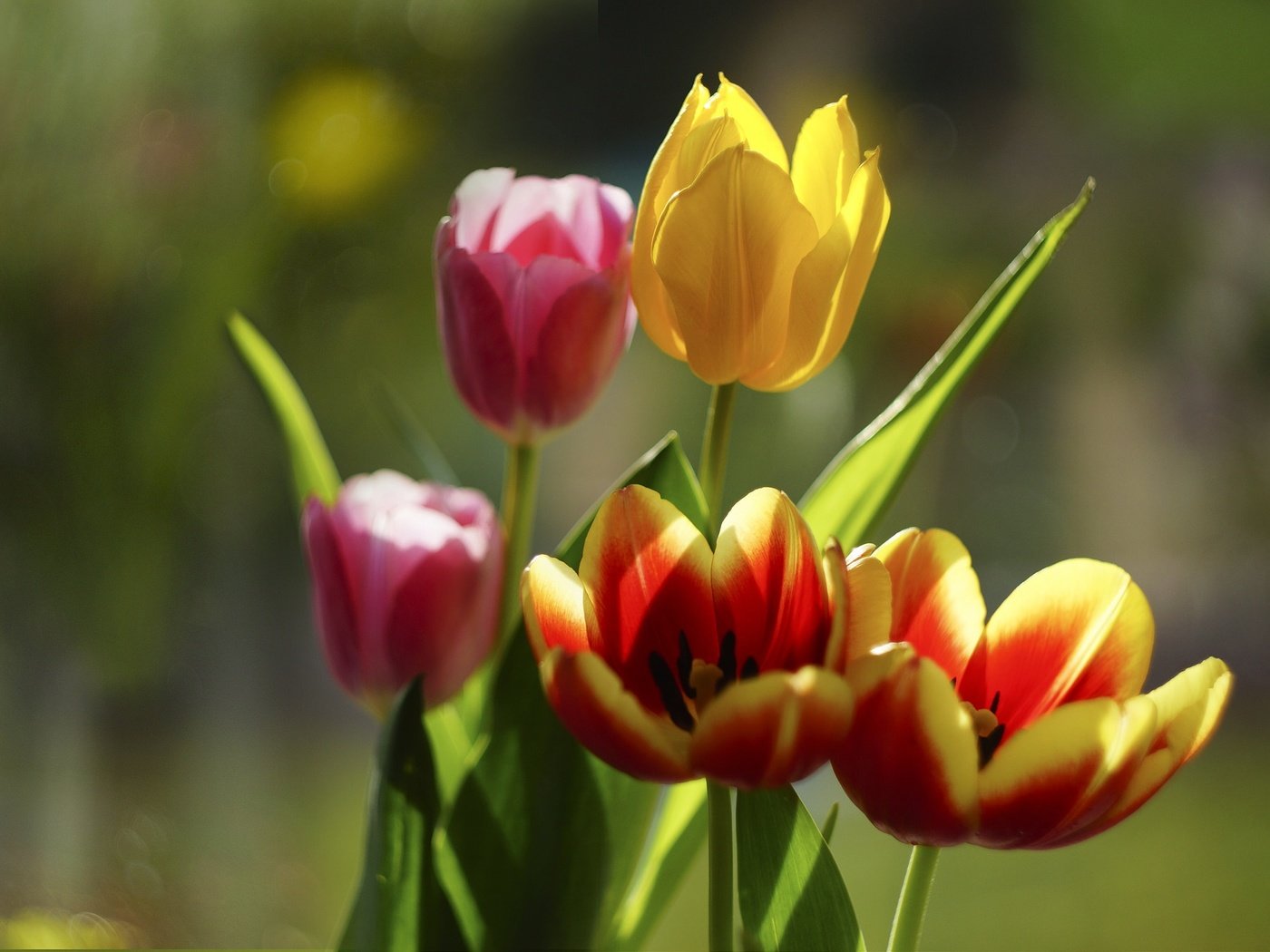 Обои цветы, бутоны, лепестки, тюльпаны, боке, flowers, buds, petals, tulips, bokeh разрешение 1983x1363 Загрузить