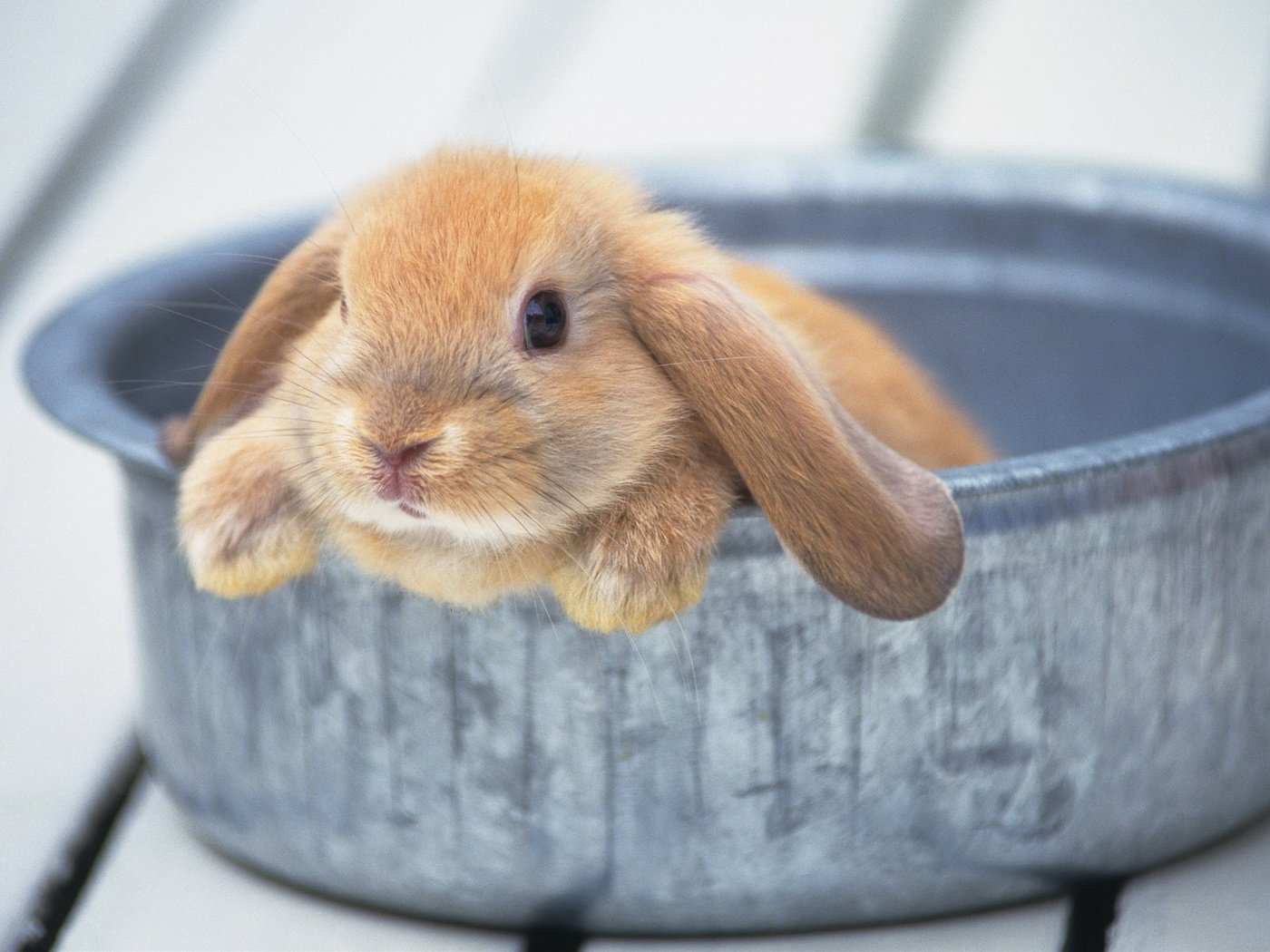 Обои ушки, кролик, животное, милый, миска, тазик, ears, rabbit, animal, cute, bowl, basin разрешение 1920x1200 Загрузить