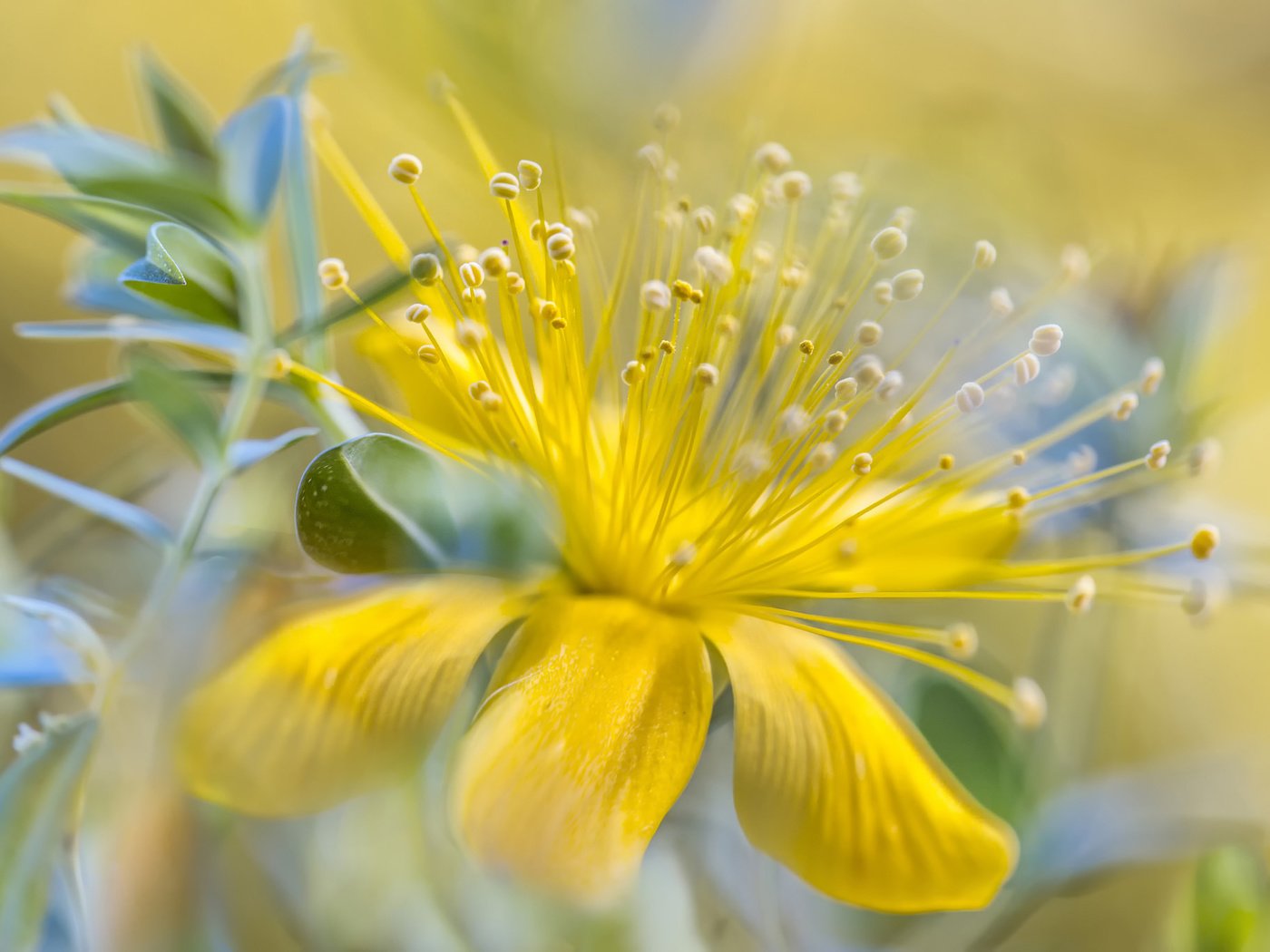 Обои желтый, цветок, лепестки, тычинки, yellow, flower, petals, stamens разрешение 2048x1365 Загрузить