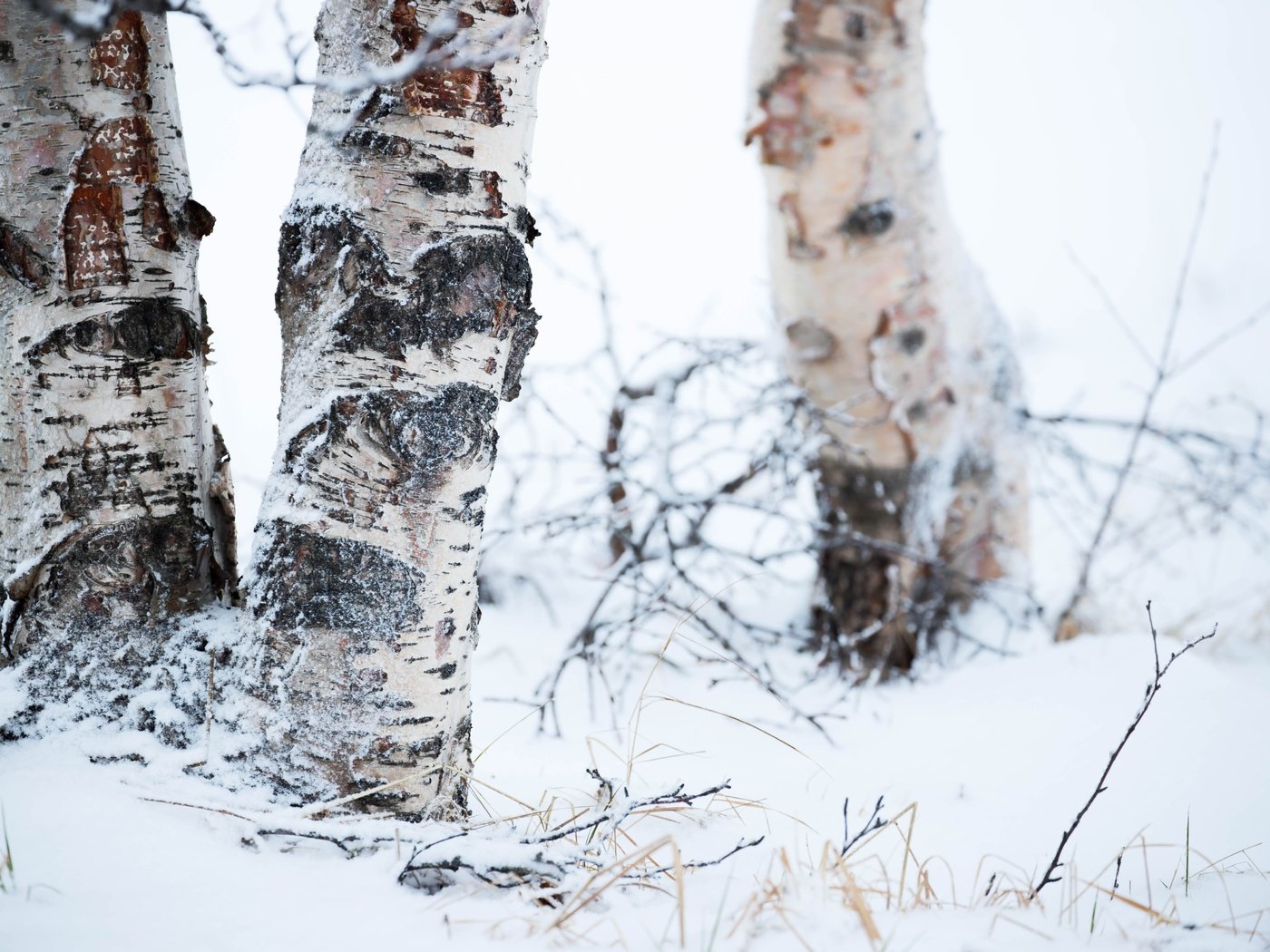 Обои деревья, снег, природа, зима, фон, березы, trees, snow, nature, winter, background, birch разрешение 5472x3648 Загрузить