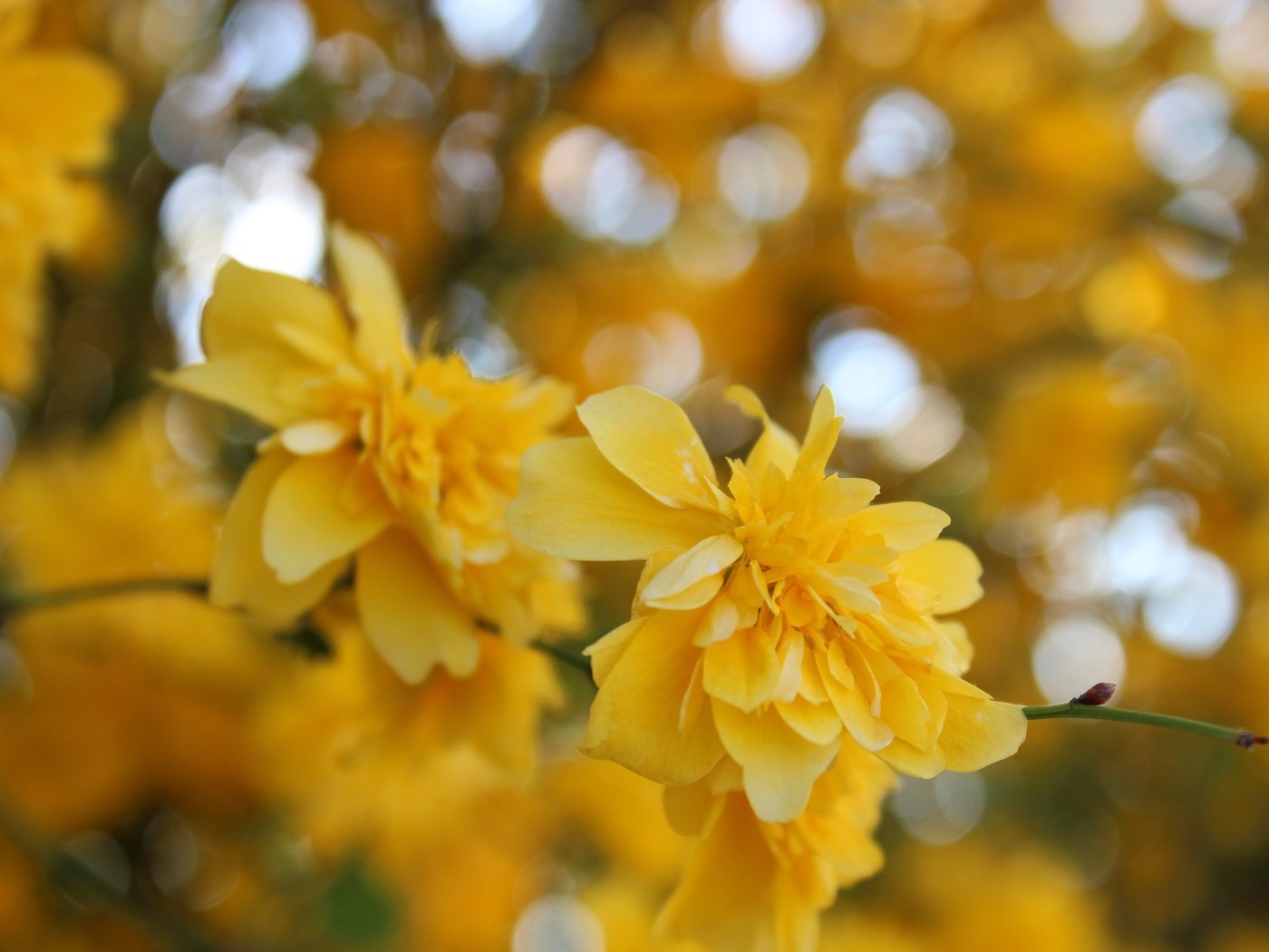 Обои цветы, желтый, макро, весна, куст, жёлтая, керрия, flowers, yellow, macro, spring, bush, kerry разрешение 5184x3456 Загрузить