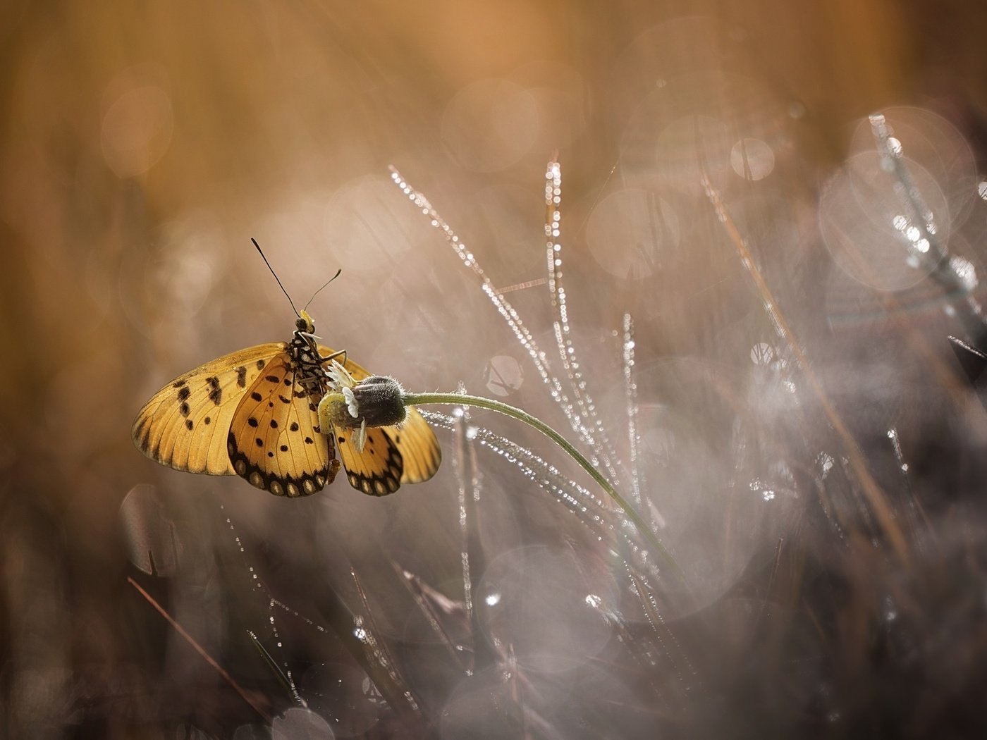 Обои цветы, макро, бабочка, flowers, macro, butterfly разрешение 1920x1200 Загрузить