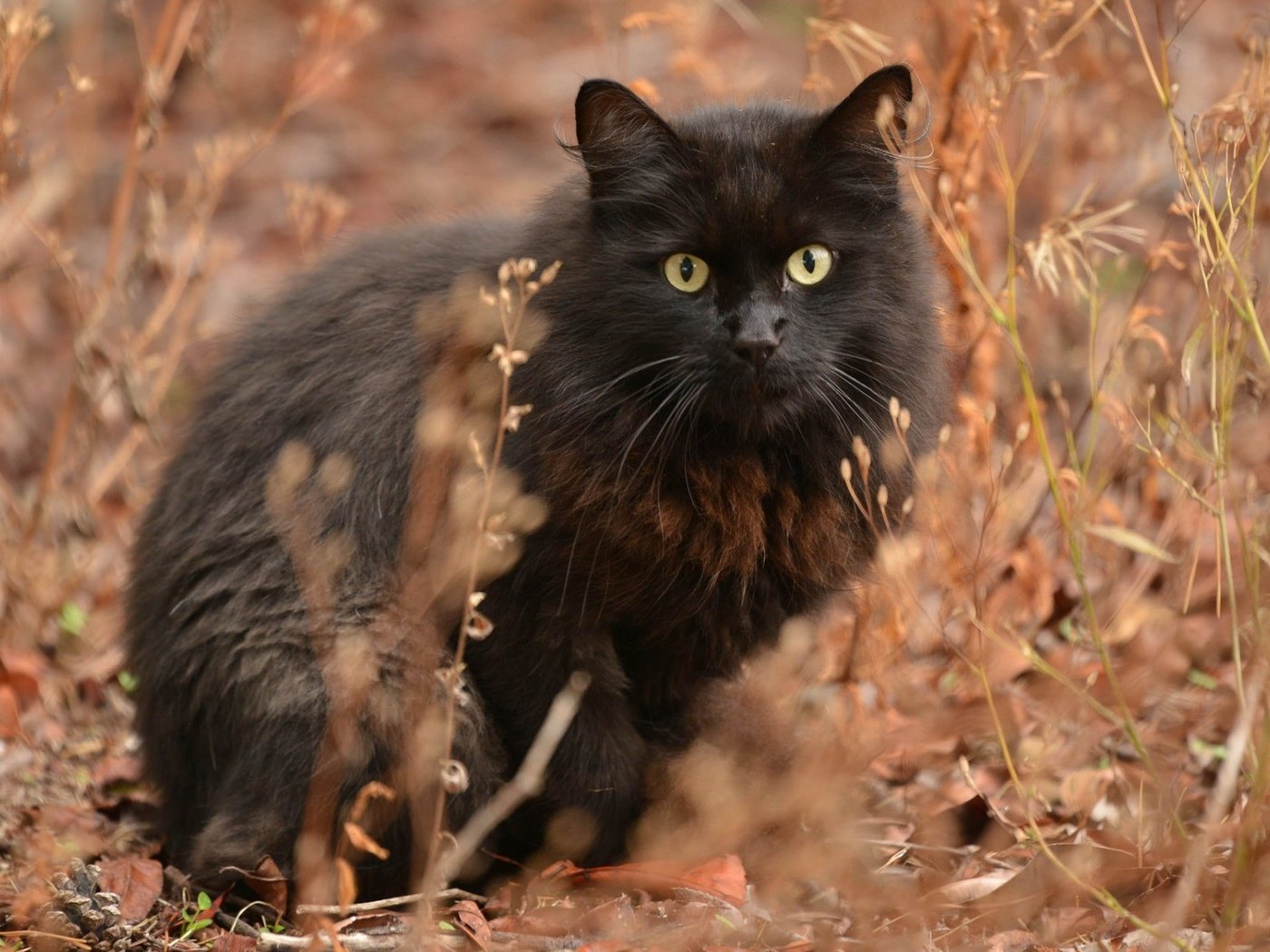 Обои кот, мордочка, усы, кошка, взгляд, пушистый, черный, ушки, сухая трава, dry grass, cat, muzzle, mustache, look, fluffy, black, ears разрешение 1920x1200 Загрузить