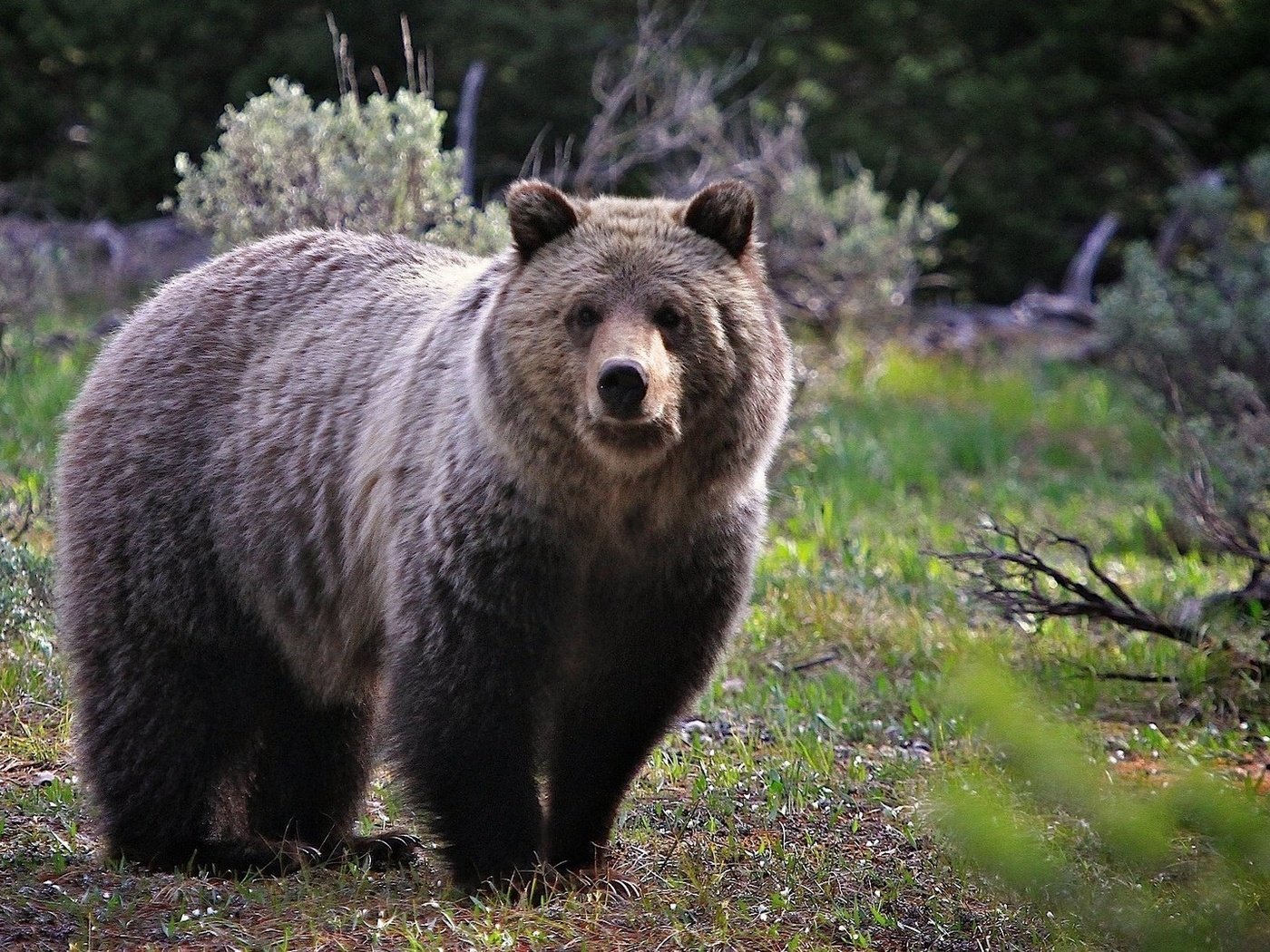 Обои морда, трава, природа, взгляд, медведь, face, grass, nature, look, bear разрешение 1920x1080 Загрузить
