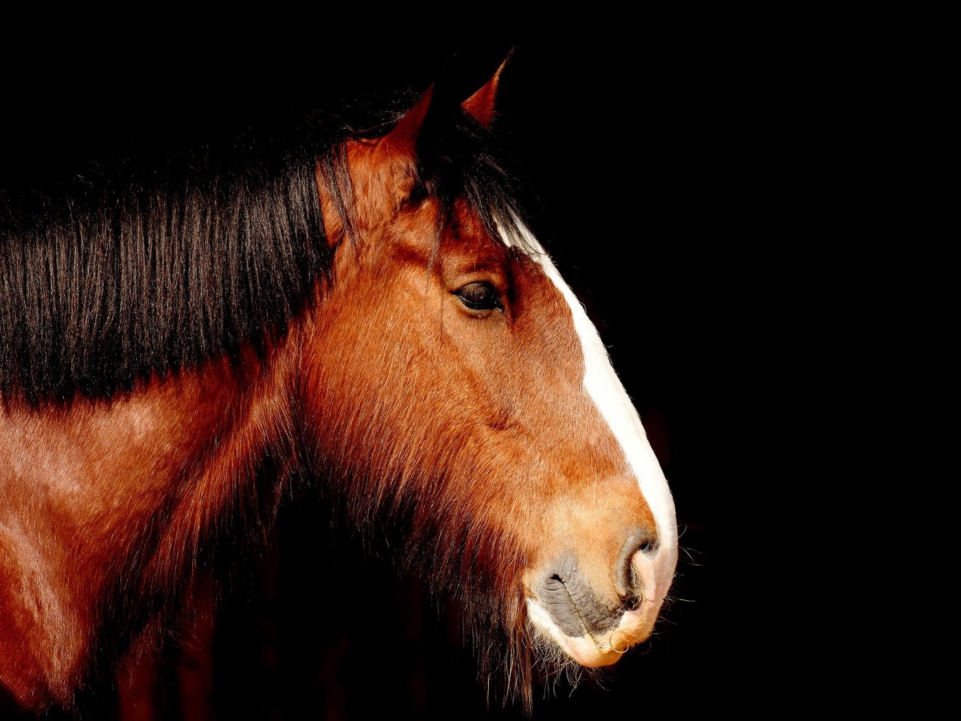 Обои лошадь, профиль, черный фон, конь, грива, horse, profile, black background, mane разрешение 1920x1319 Загрузить