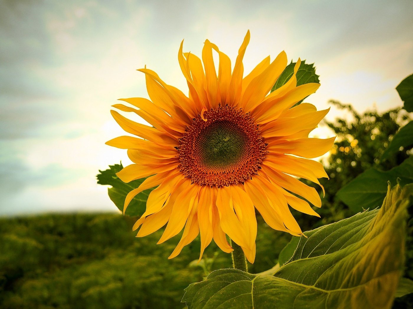 Обои небо, природа, цветок, поле, подсолнух, растение, the sky, nature, flower, field, sunflower, plant разрешение 1920x1375 Загрузить