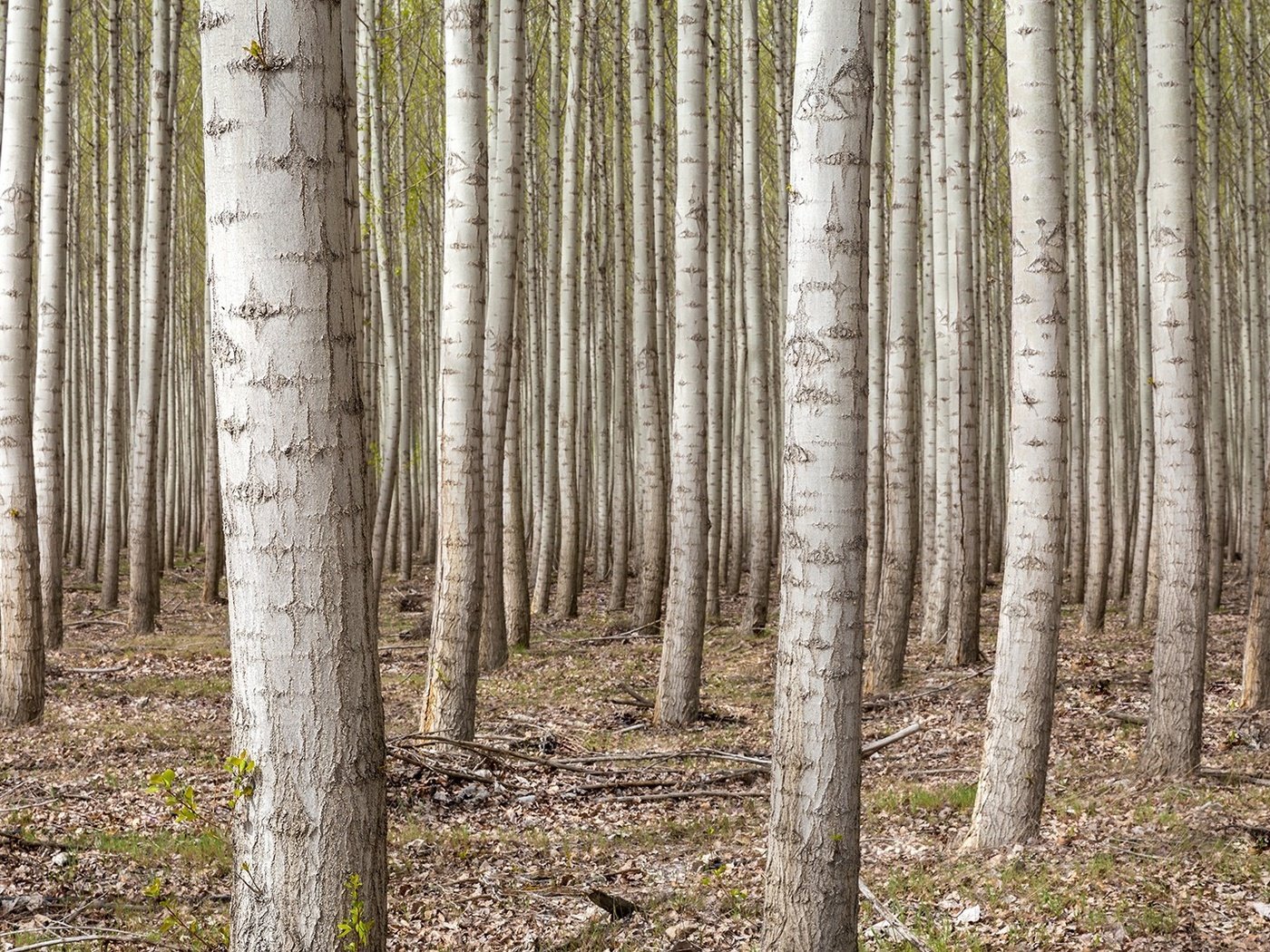 Обои деревья, лес, березы, сша, роща, орегон, trees, forest, birch, usa, grove, oregon разрешение 1920x1080 Загрузить