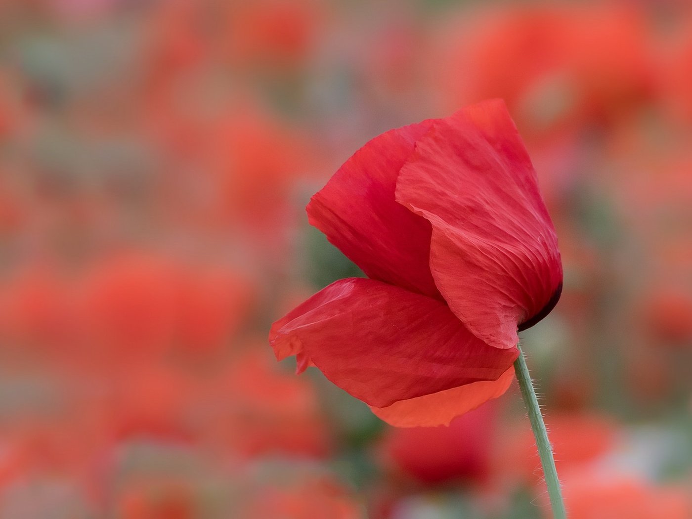 Обои цветок, лето, лепестки, красный, размытость, мак, стебель, flower, summer, petals, red, blur, mac, stem разрешение 2084x1088 Загрузить