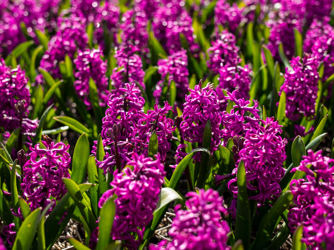 Обои цветы, соцветия, клумба, гиацинты, flowers, inflorescence, flowerbed, hyacinths разрешение 4500x3006 Загрузить