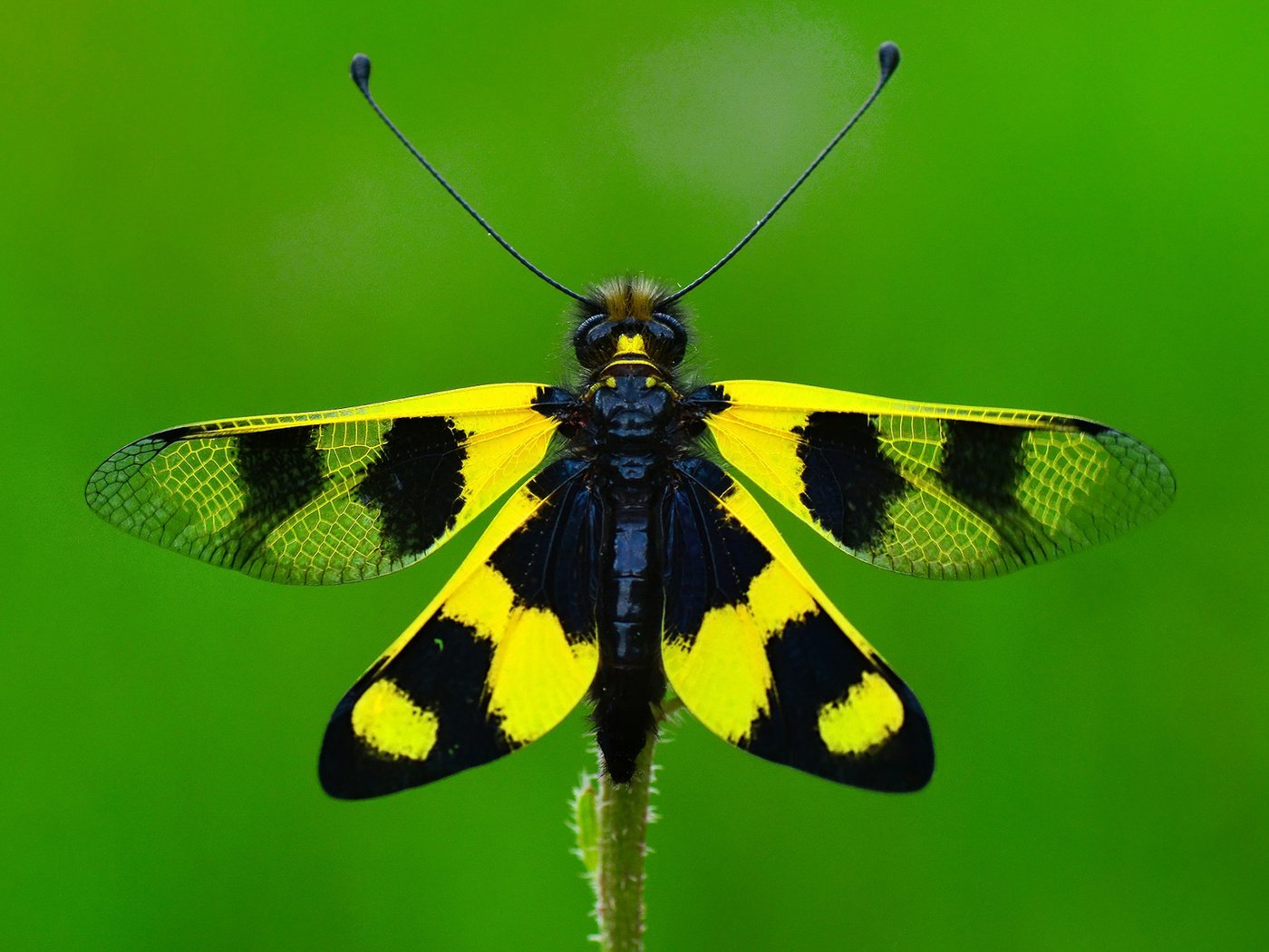 Обои макро, насекомое, бабочка, крылья, ozturk mustafa, macro, insect, butterfly, wings, mustafa ozturk разрешение 1920x1200 Загрузить